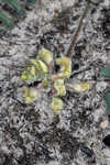 Bearded milkvetch